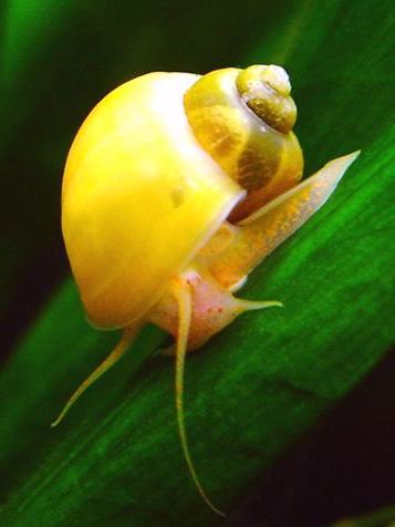 kā akvārija gliemežu šķirne