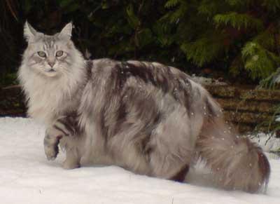 Majestic un graciozi kaķi: Maine Coon šķirne