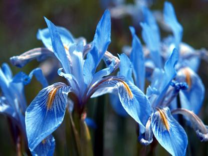 Bārdainas irises: kad to pārstādīs. Augu audzēšana