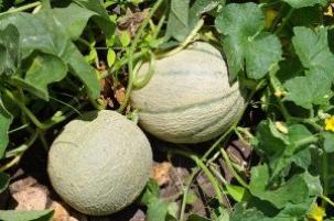 melones aug