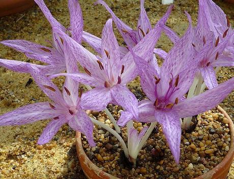 Colchicum (ciedru koks): augu stādīšana un kopšana