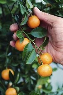 Kumquat: aug mājās