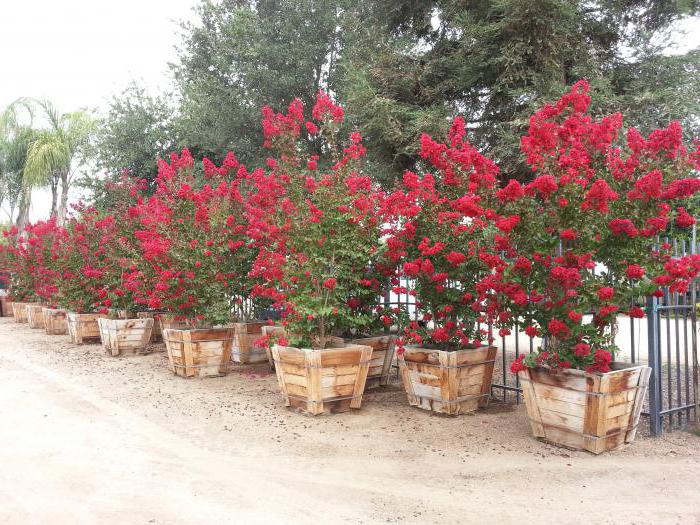 Lagerstroemia, Indijas violeta: foto, audzēšana un aprūpe mājās