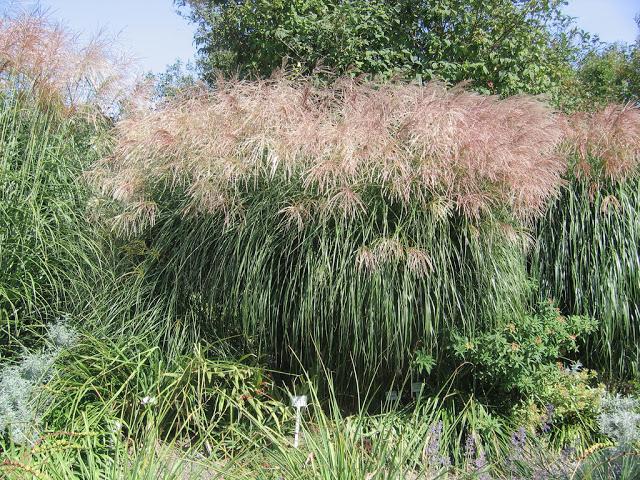 Miscanthus ķīniešu