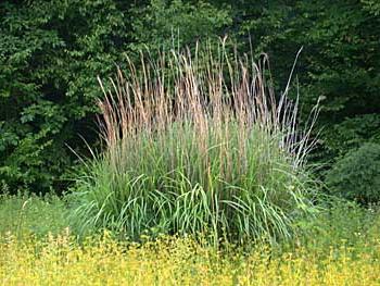 Miscanthus - ķīniešu niedres