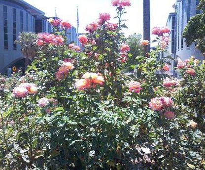 Rose Grandiflora: apraksti, populārākās šķirnes