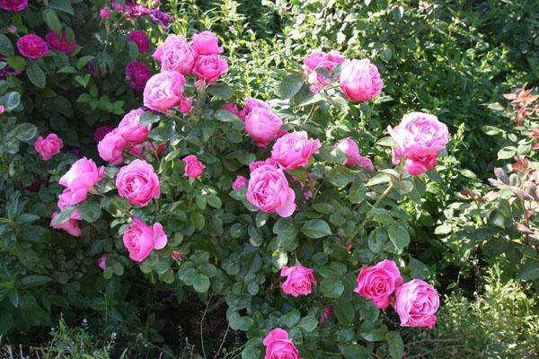 Rose Floribunda Leonardo da Vinci