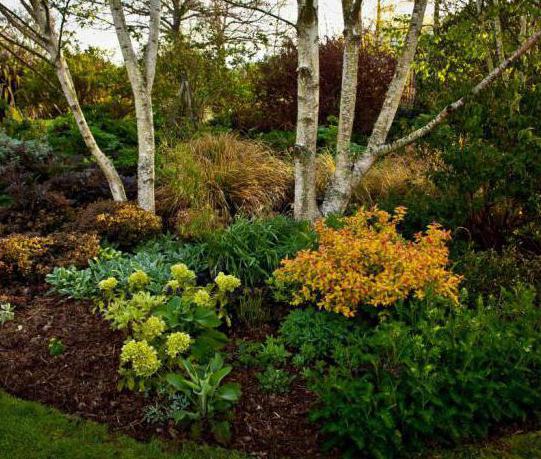 Spirea Goldflame: apraksts, audzēšanas iezīmes