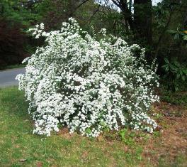 Nippon spirea ir lieliska izvēle