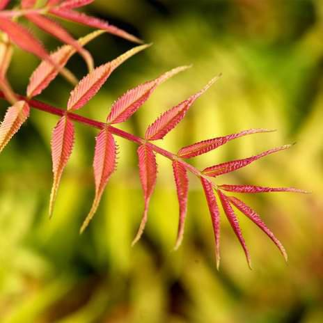 Spirea kalnu pelnu atzarošana