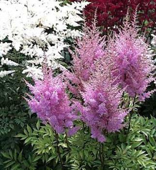 Ēdiens, kas mīl ziedus dārzam: ielejas lilijas, saimnieki, astilbe