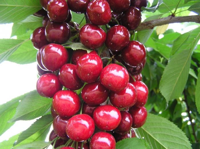 Cherry Lubskaja - vispopulārākais vērtējums