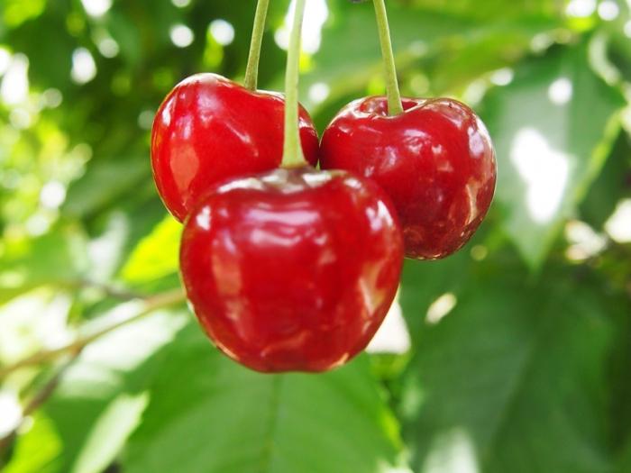 Cherry Ordinary - pavasara dārza karaliene