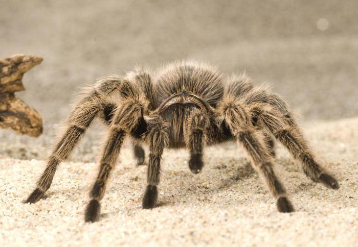 Kāpēc sapņo par tarantolu? Uzbrukums tarantulas kodumam