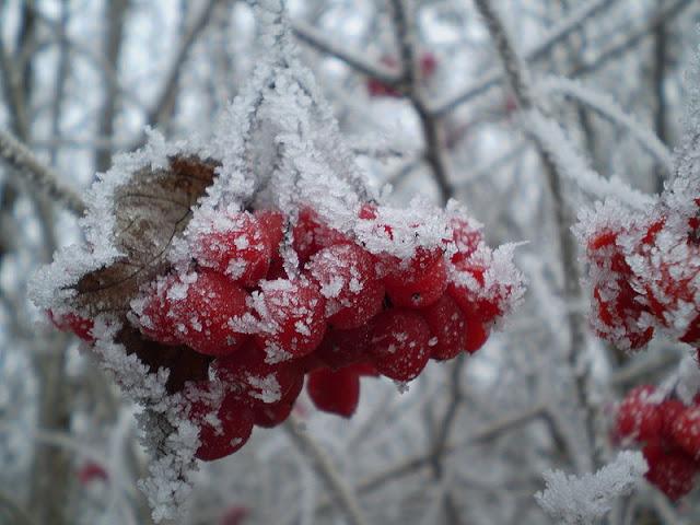 sejas maskas no viburnum