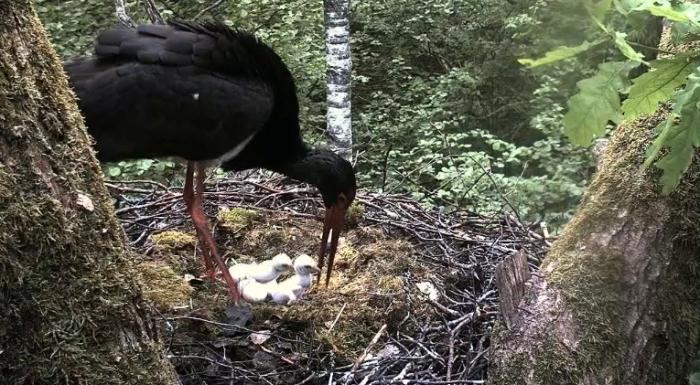 Melnie stārķi ir noslēpumaini un ļoti piesardzīgi putni