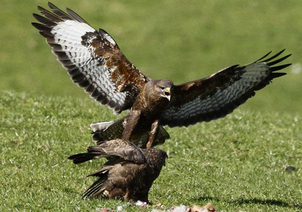 buzzard putns nekā barības