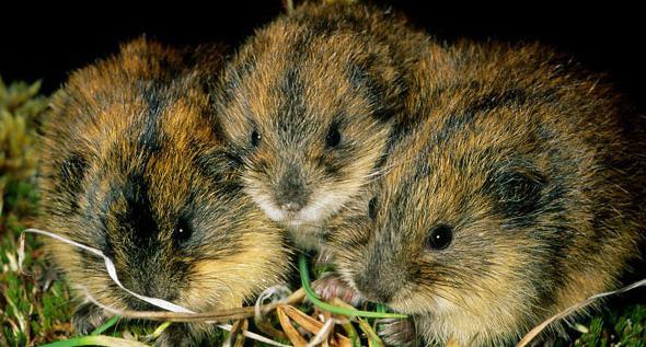 Lemmings, kur dzīvo