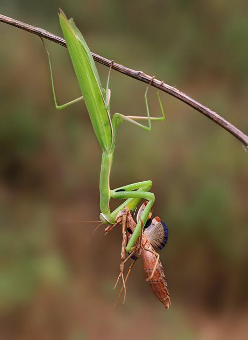 kāda veida mantis