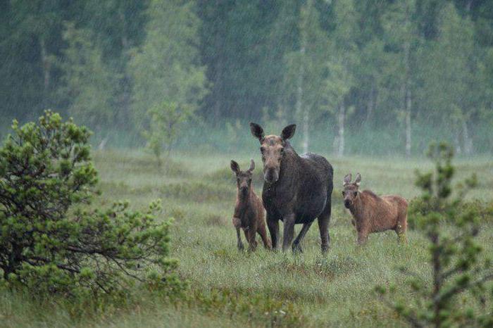 Zapovednik Polistovsky: fotogrāfijas, iedzīvotāji