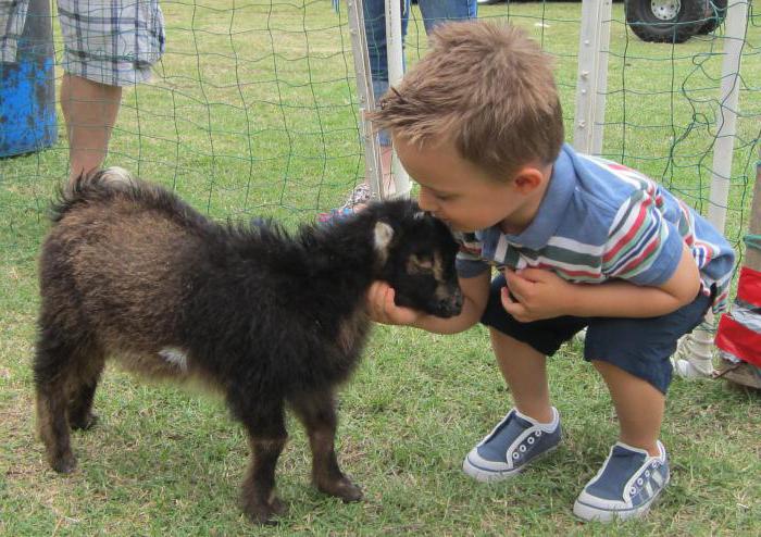 Zooloģiskais dārzs Tjumeņā: vispārēja informācija