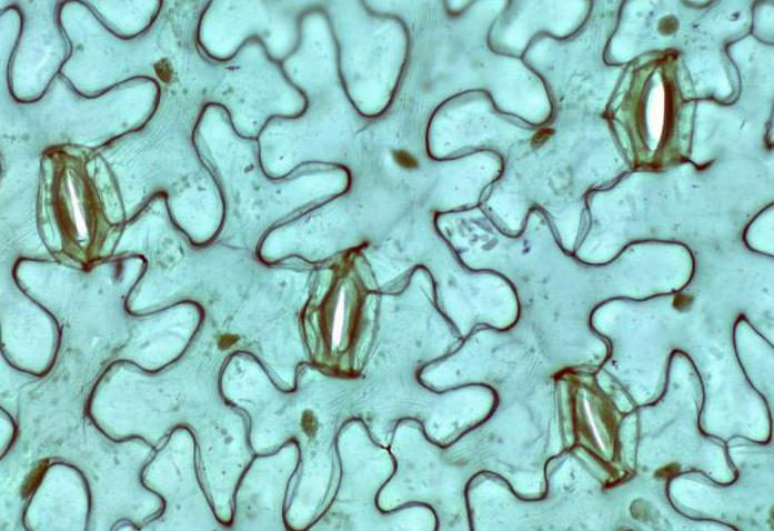 stomata vērtība