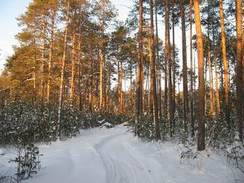 taiga ģeogrāfiskais novietojums Krievijā