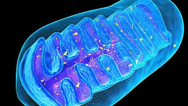 Molekulārā bioloģija ir zinātne, kas izpēta mitohondriju lomu metabolismā