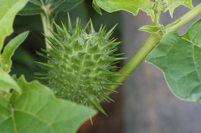 Ģimenes Nightshade: ziedu formulas, raksturīgās iezīmes, daudzveidība