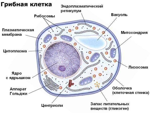 sēnīšu šūnu struktūras pazīmes