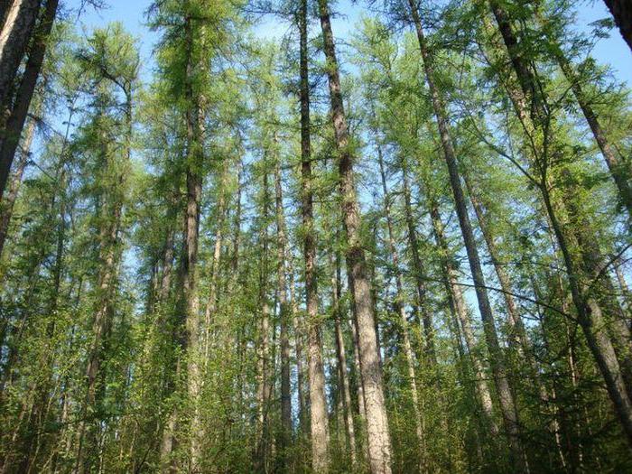 Apdzīvota vieta Roshino, Ļeņingradas apgabals