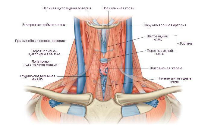 Kakla anatomija: skriemeļi, muskuļi, asinsvadi