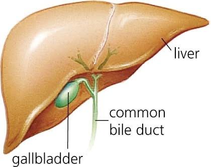 Kur ir žultspūšļa, par ko katram vajadzētu zināt