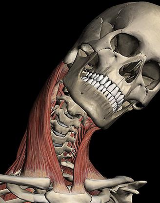 sternocleidomastoid muskuļu funkcija