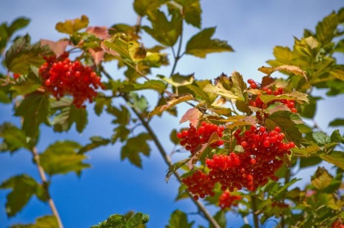 kad savākt viburnum