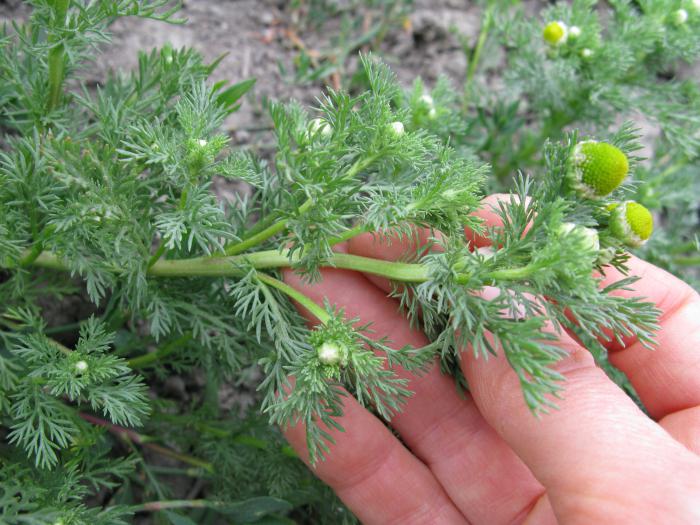 Kumelītes officinalis: audzēšana