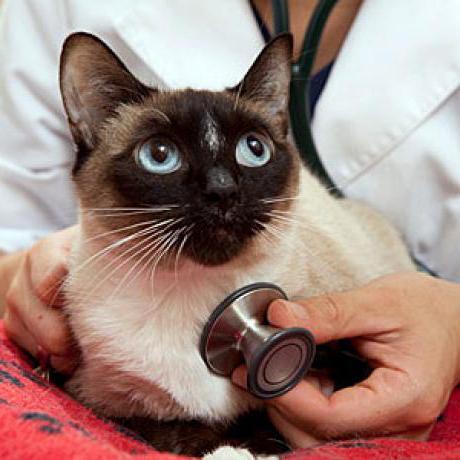 Liarsin medicīna (kaķiem): lietošanas instrukcija
