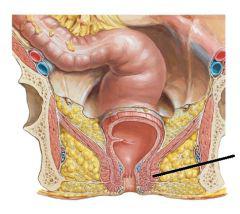 anālais sphincteris