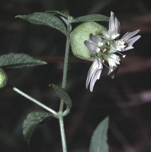 Smolovka vulgaris: ārstnieciskas īpašības un pielietojums